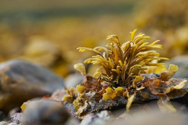 Ilustrasi jenis rumput laut. Foto: Wolfgang Hasselmann/Unsplash