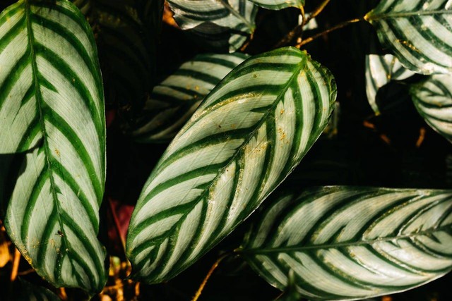 ilustrasi tanaman hias calathea. Sumber foto: Pexels