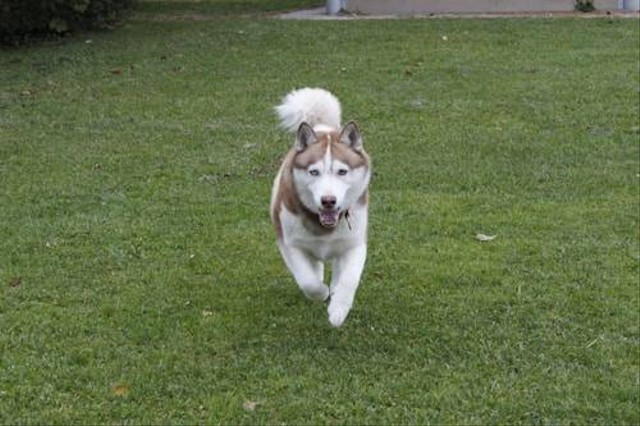 Ilustrasi Perbedaan Anjing Malamute dan Husky. Sumber: Unsplash