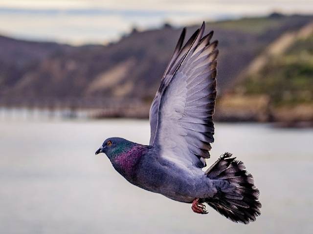 Ilustrasi cara migrasi burung merpati. Sumber: unsplash.com/TimMossholder.