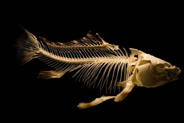 Tulang ikan dimanfaatkan sebagai bahan pangan produk samping karena mengandung vitamin D. Sumber: pexels.com