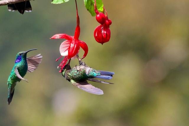 Cara Menjinakkan Burung Sogon. Foto Hanya Ilustrasi. Sumber Foto: Unsplash.com/James Wainscoat