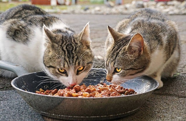 ilustrasi makanan basah untuk kucing. Sumber foto: Pixabay