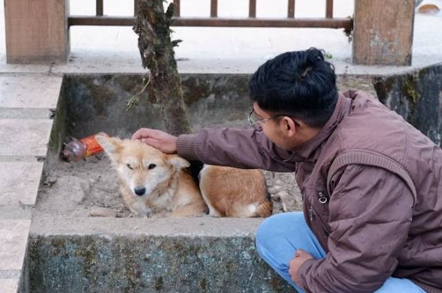 Ilustrasi cara agar anjing tidak galak, sumber foto: Shashank Ranjan by pexels.com