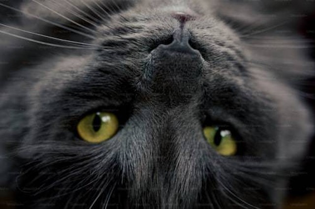 Ilustrasi Cara Mengobati Mata Kucing Belekan. Sumber: Unsplash