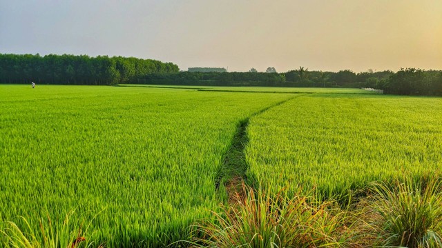 Ekowisata Subak Sembung. Foto Hanya Ilustrasi, Bukan Tempat Sebenarnya, Sumber Unsplash Jam Mai