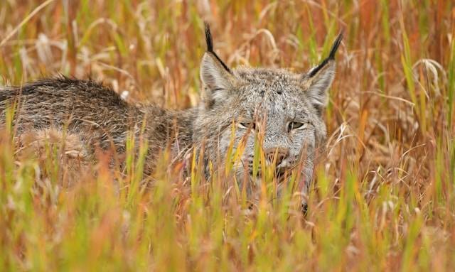 Jenis Kucing Liar di Hutan. Foto Hanya Ilustrasi. Sumber Foto: Unsplash.com/Greg Johnson