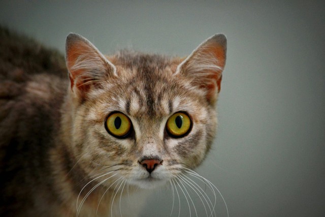 Ilustrasi: Alasan Kucing Menangis. Sumber: Rhys Abel/Pexels.com