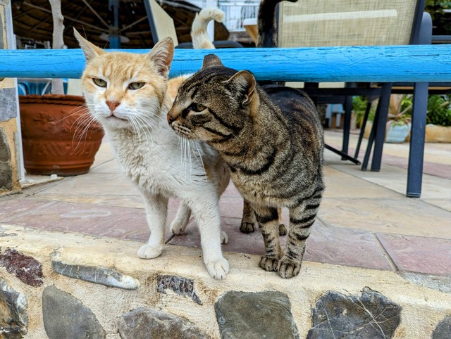 Ilustrasi: Kenapa Kucing Berisik Saat Kawin?. Sumber: Andre/Pexels.com