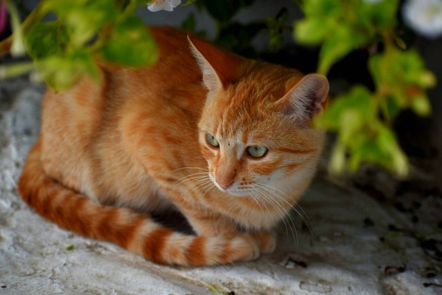 Ilustrasi kucing oren. Sumber foto: Unsplash