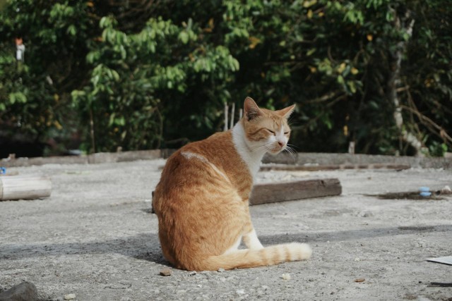 Ilustrasi kucing endemik Indonesia. Sumber foto: Unsplash