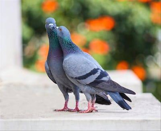 Ilustrasi cara memandikan burung merpati. Foto: Pexels
