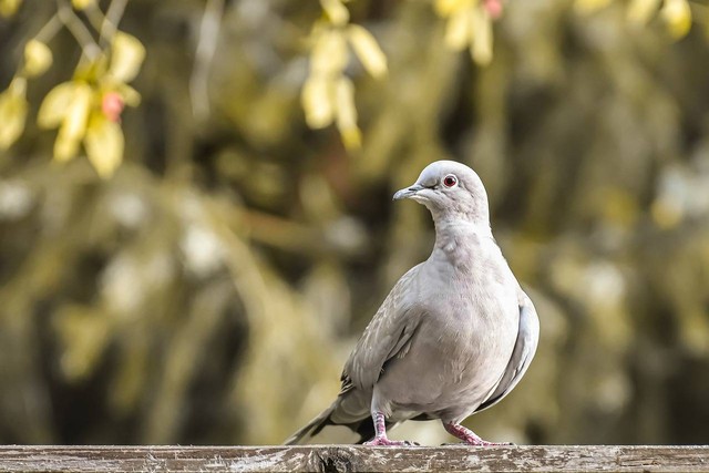 Ilustrasi burung merpati. Sumber foto: Unsplash