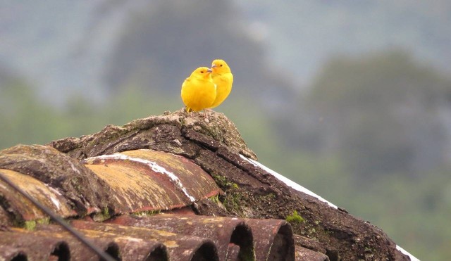 Cara Memilih Burung Kenari Yang Bagus Dan Kesehatannya Terjaga Kumparan Com