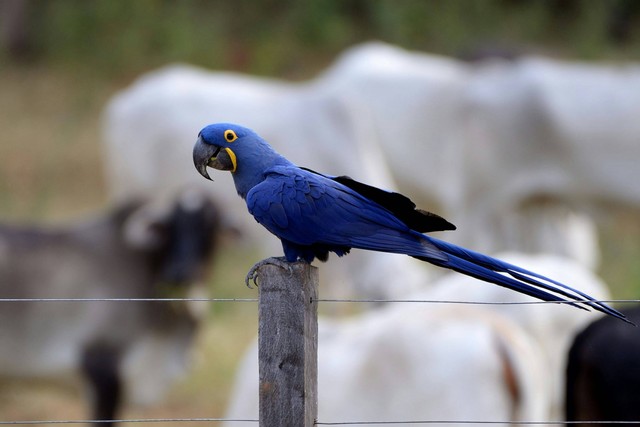 Ilustrasi Berapa Lama Burung Macaw Bisa Hidup? Sumber: Unsplash