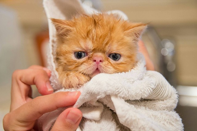 Ilustrasi kucing suka tidur di kamar mandi. Sumber foto: Unsplash