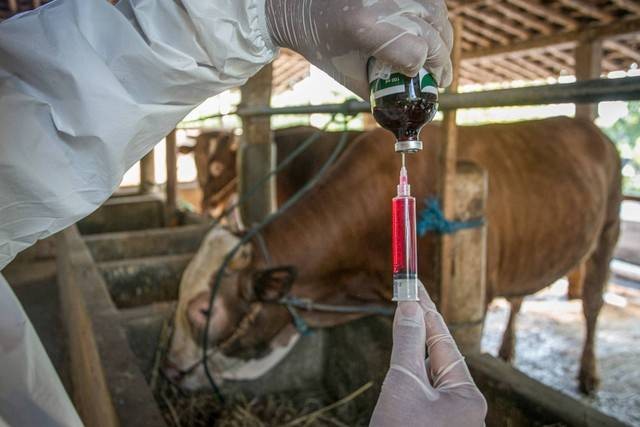 Ilustrasi petugas sedang memberikan vitamin untuk sapi untuk mencegah terinfeksi antraks. Foto: ANTARA FOTO/Mohammad Ayudha