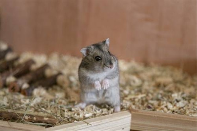 Ilustrasi Kenapa Hamster Tidak Mau Mandi Pasir? Sumber: Unsplash