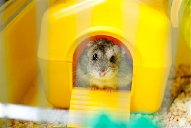 Ilustrasi Apakah Hamster Bisa Minum di Mangkok? Sumber: Unsplash