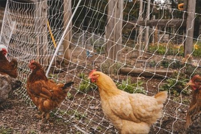Ilustrasi Cara Menghilangkan Bau dan Lalat di Kandang Ayam. Sumber: Unsplash