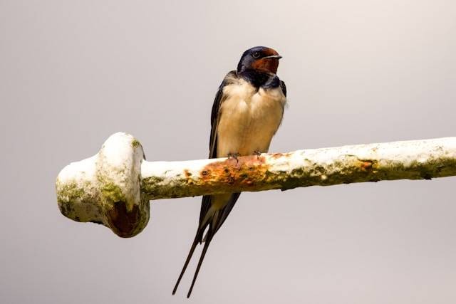 Ilustrasi Kebiasaan Burung Walet. Foto: dok. Unsplash/Heather Wilde