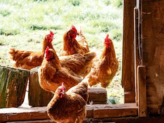 Ilustrasi Cara Agar Kandang Ayam Tidak Bau. Foto: dok. Unsplash/Brett Jordan