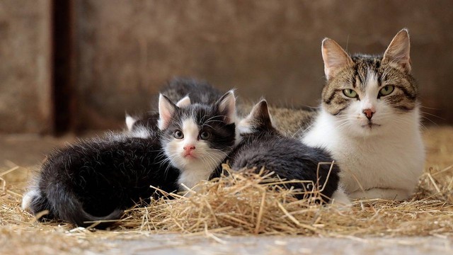 Ilustrasi berapa lama kucing menyusui. Foto: Pexels