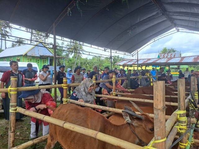 SKHB IPB University Kuatkan  Kesehatan Reproduksi Ternak Sapi Potong di Sulawesi
