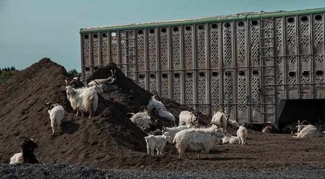 Ilustrasi Mengapa Biogas Bersifat Ramah Lingkungan. Sumber: unsplash.com/Bernd Dittric