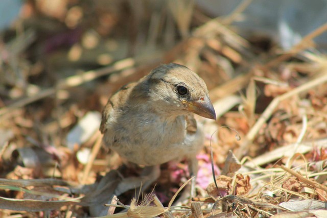 ilustrasi bulu burung peliharaan rontok. Sumber foto: Pixabay