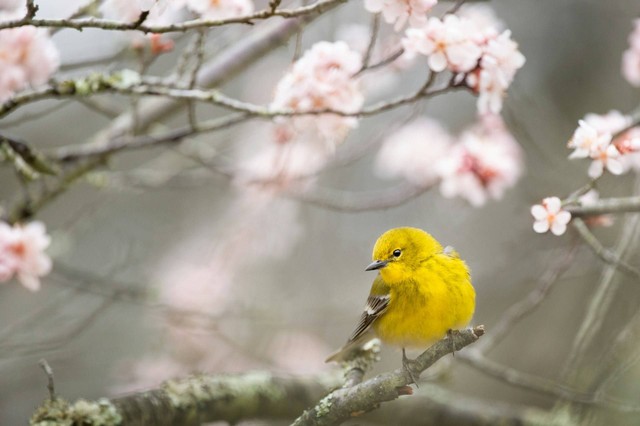 Ilustrasi burung kenari. Sumber foto: Unsplash