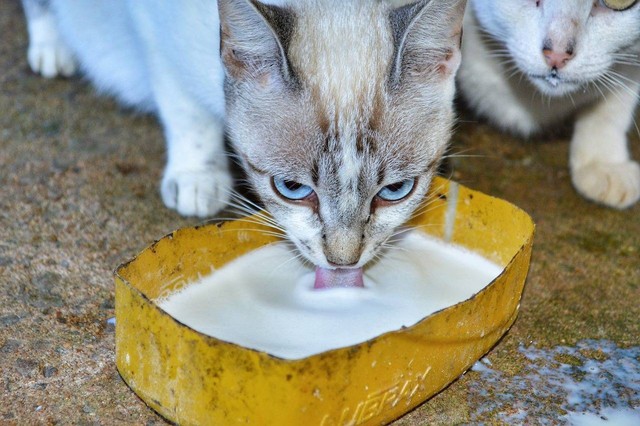 Ilustrasi obat tradisional untuk kucing susah BAB. Sumber: pixabay