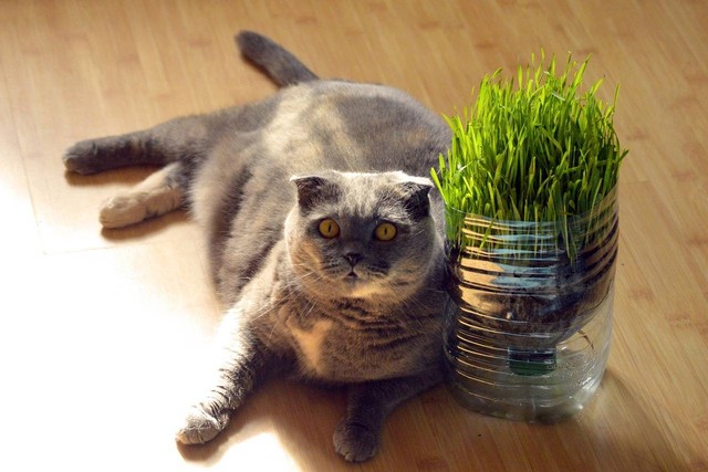 Ilustrasi ciri-ciri kucing susah BAB. Sumber: pixabay