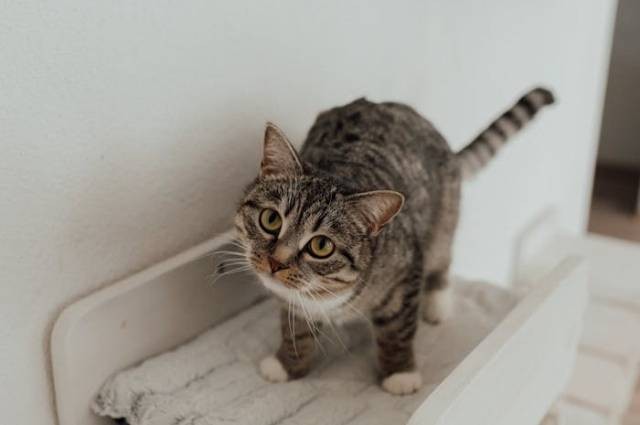 Ilustrasi setelah kucing melahirkan, apa yang harus dilakukan, sumber foto: Arina Krasnikova by pexels.com