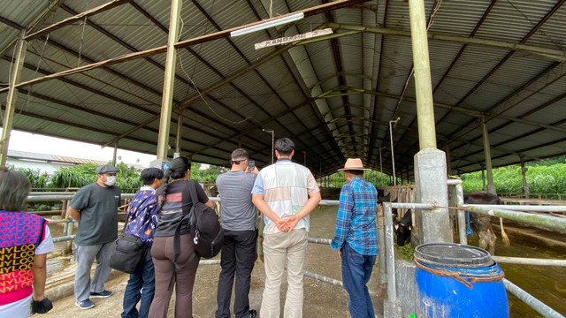 Mahasiswa USC sedang melihat sapi yang ada di PT Fajar Taurus Dairy Farm