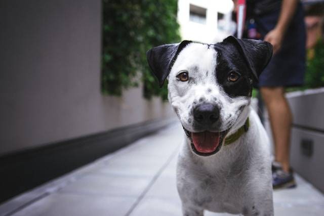 Ilustrasi cara mengatasi anjing jantan birahi. Foto: Justin Veenema/Unsplash