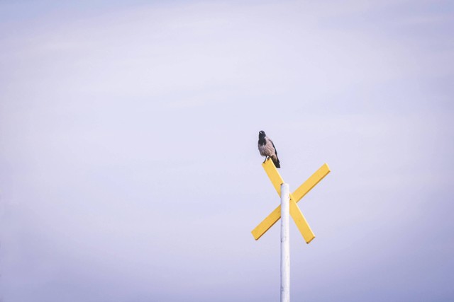 Foto Hanya Ilustrasi: Cara Memandikan Burung Kacer. Sumber: Dariusz Grosa/Pexels.com