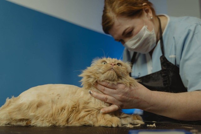 ilustrasi lion cat pada kucing (Pexels)