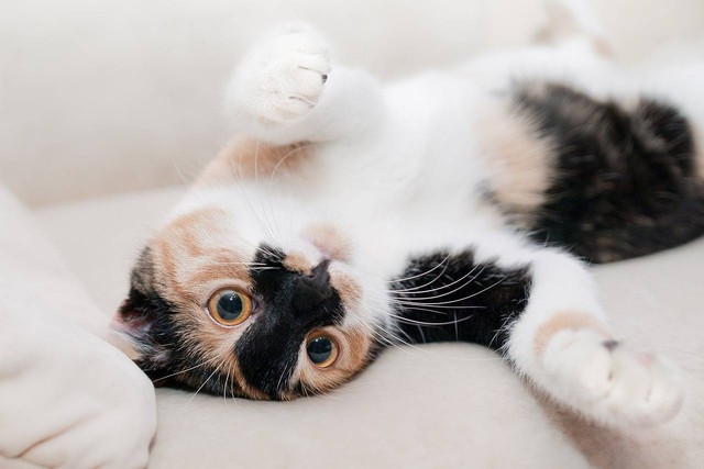 Ilustrasi penyebab kucing lemas tidak mau makan. Foto: Pixabay