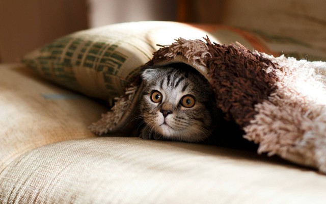 Ilustrasi kucing kesepian. Sumber foto: Unsplash