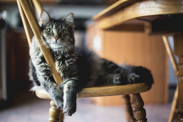 Ilustrasi kucing yang kehilangan. Sumber foto: Unsplash