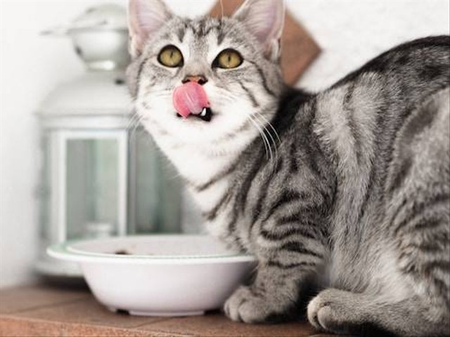 Ilustrasi Bolehkah Kucing Makan Makanan Anjing? Sumber: Unsplash