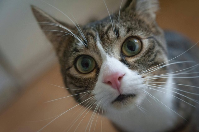 Ilustrasi: Cara Menghilangkan Oli pada Tubuh Kucing. Sumber: mali maeder/Pexels.com