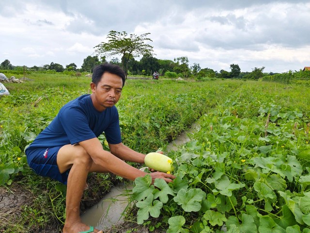 Petani sekaligus pedagang buah timun suri di Desa Pangkalan, Kecamatan Plered, Kabupaten Cirebon, Nurman, saat sedang memetik buah timun suri di ladangnya, Minggu (17/3). Foto: Tarjoni/Cireemaitoday