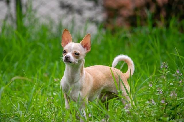 Cara Merawat Anjing Chihuahua. Foto Hanya Ilustrasi. Sumber Foto: Unsplash.com/Jairo Alzate