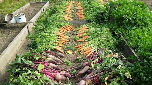 Ilustrasi teknik dasar berkebun sayur. Sumber: pixabay