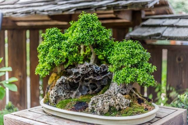 Ilustrasi Cara Membuat Bonsai Indah. Foto: dok. Unsplash/Delaney Van