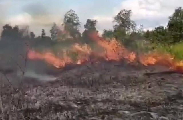 Kebakaran Hutan di Taman Nasional Way Kambas, Rabu (20/3/2024) | Foto: ist