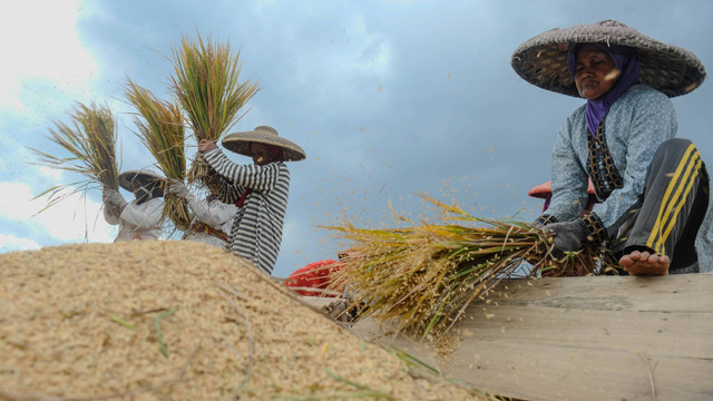 Petani memanen padi di desa Tambak Baya, Lebak, Banten, Kamis (21/3/2024). Foto: Muhammad Bagus Khoirunas/ANTARA FOTO