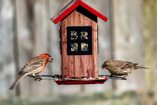 Ilustrasi makanan burung anis. Sumber foto: Unsplash